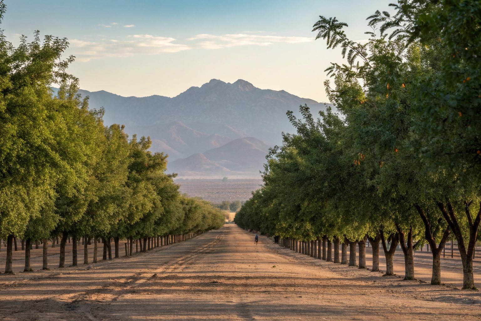 Long rows of tall pecan trees in a desert orchard with mountains behind